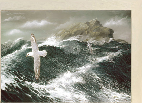 Image of Fulmar off The Goose. East Pentire Headland, Newquay, Cornwall